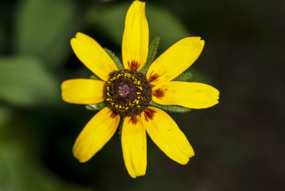 Black Eyed Susan May 2026